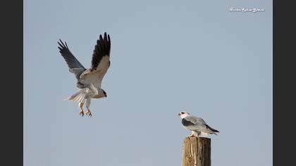 Ak çaylak » Black-winged Kite » Elanus caeruleus