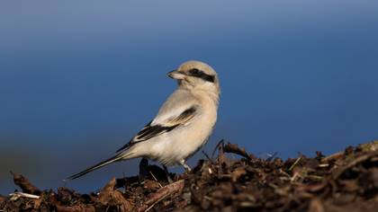 Büyük örümcekkuşu » Great Grey Shrike » Lanius excubitor
