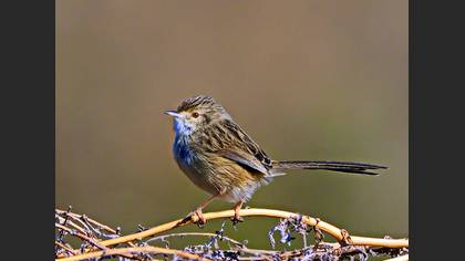 Dikkuyruklu ötleğen » Delicate prinia » Prinia lepida