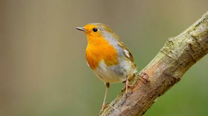 Kızılgerdan » European Robin » Erithacus rubecula