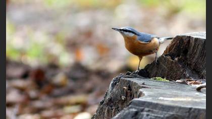 Sıvacı » Eurasian Nuthatch » Sitta europaea