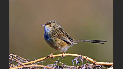 Dikkuyruklu ötleğen » Delicate prinia » Prinia lepida