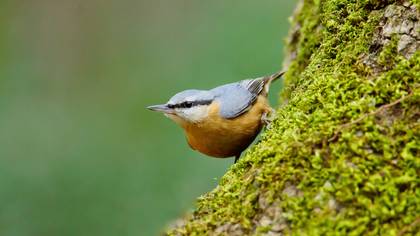 Sıvacı » Eurasian Nuthatch » Sitta europaea