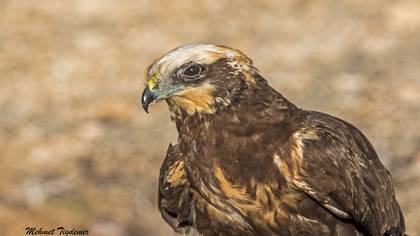 Saz delicesi
