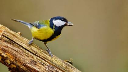 Büyük baştankara » Great Tit » Parus major