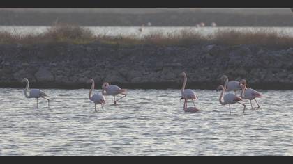 Küçük flamingo