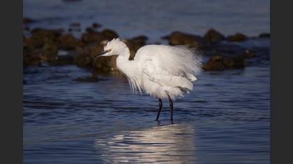 Küçük ak balıkçıl » Little Egret » Egretta garzetta