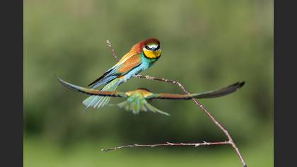 Arıkuşu » European Bee-eater » Merops apiaster