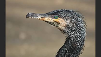 Karabatak » Great Cormorant » Phalacrocorax carbo