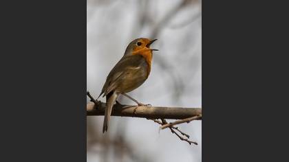 Kızılgerdan » European Robin » Erithacus rubecula