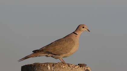 Kumru » Eurasian Collared Dove » Streptopelia decaocto