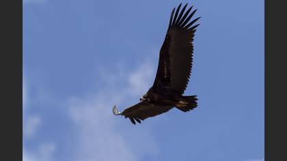 Kara akbaba