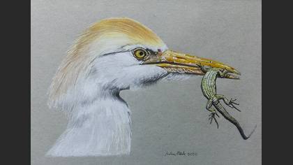 Sığır balıkçılı » Western Cattle Egret » Ardea ibis