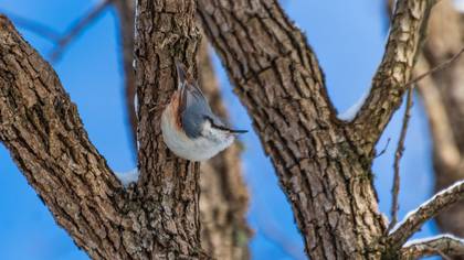 Sıvacı » Eurasian Nuthatch » Sitta europaea
