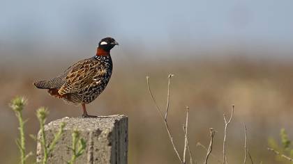 Turaç » Black Francolin » Francolinus francolinus