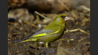 Florya » European Greenfinch » Chloris chloris