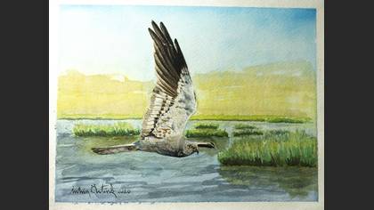 Çayır delicesi » Montagu`s Harrier » Circus pygargus