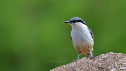 Kaya sıvacısı » Western Rock Nuthatch » Sitta neumayer