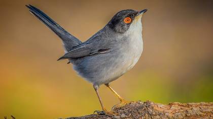Maskeli ötleğen