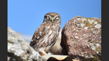 Kukumav » Little Owl » Athene noctua