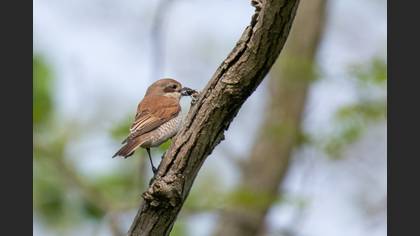Kızılsırtlı örümcekkuşu » Red-backed Shrike » Lanius collurio