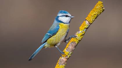 Mavi baştankara » Eurasian Blue Tit » Cyanistes caeruleus