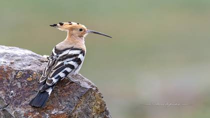 İbibik » Eurasian Hoopoe » Upupa epops