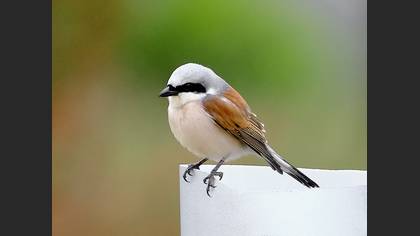 Kızılsırtlı örümcekkuşu » Red-backed Shrike » Lanius collurio