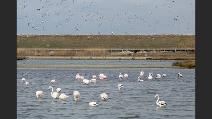 Flamingo