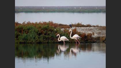 Flamingo