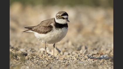 Halkalı küçük cılıbıt