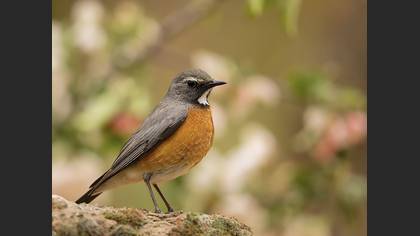 Taşbülbülü » White-throated Robin » Irania gutturalis