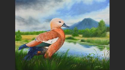 Angıt » Ruddy Shelduck » Tadorna ferruginea