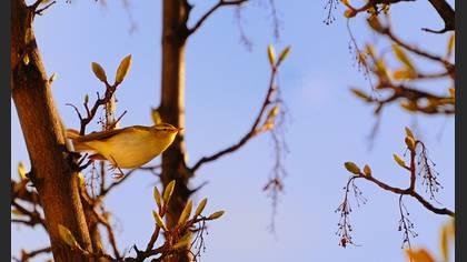 Orman çıvgını » Wood Warbler » Phylloscopus sibilatrix