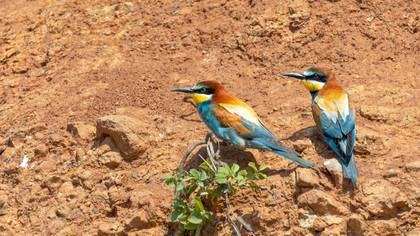 Arıkuşu » European Bee-eater » Merops apiaster
