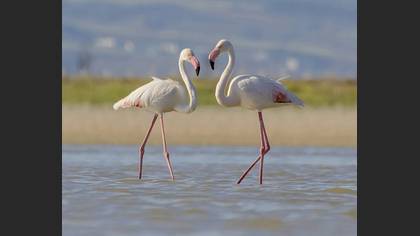 Flamingo