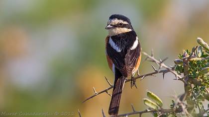 Maskeli örümcekkuşu » Masked Shrike » Lanius nubicus