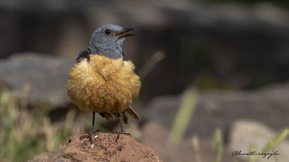 Taşkızılı » Common Rock Thrush » Monticola saxatilis