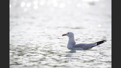 Ada martısı » Audouin`s Gull » Ichthyaetus audouinii