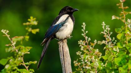 Saksağan » Eurasian Magpie » Pica pica