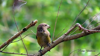 Çaprazgaga » Red Crossbill » Loxia curvirostra
