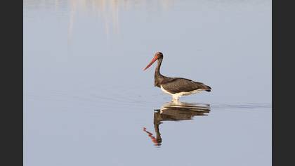 Kara leylek