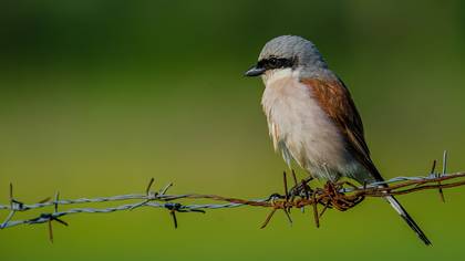 Kızılsırtlı örümcekkuşu » Red-backed Shrike » Lanius collurio
