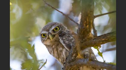 Kukumav » Little Owl » Athene noctua