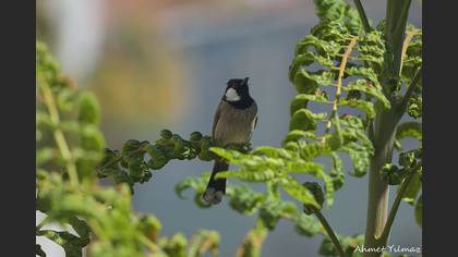 Akyanaklı arapbülbülü » White-eared Bulbul » Pycnonotus leucotis