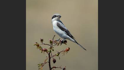 Karaalınlı örümcekkuşu » Lesser Grey Shrike » Lanius minor