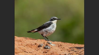 Kuyrukkakan » Northern Wheatear » Oenanthe oenanthe