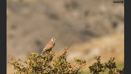 Kerkenez » Common Kestrel » Falco tinnunculus