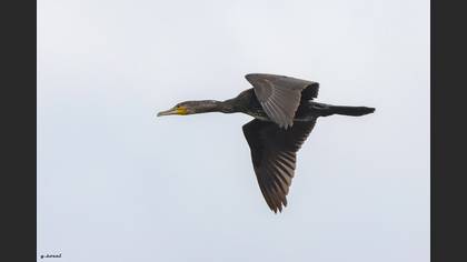 Karabatak