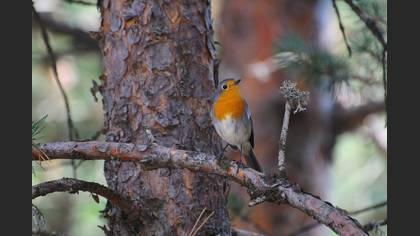 Kızılgerdan » European Robin » Erithacus rubecula